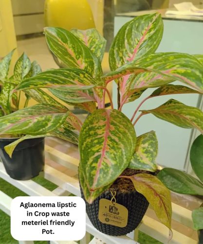 lipstic-in-corp-waste-