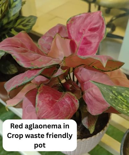 red-aglaonema